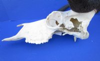 15 inches wide Female Black Wildebeest Skull and Horns for Sale <font color=red> Grade B </font> - Buy this one for $79.99