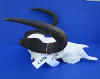 15-1/4 inches wide Female Black Wildebeest Skull for Sale <font color=red> Grade B </font> - Buy this one for $79.99