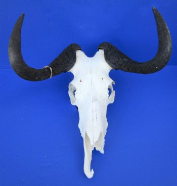 15-1/4 inches wide Female Black Wildebeest Skull for Sale <font color=red> Grade B </font> - Buy this one for $79.99