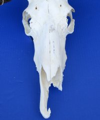 15-1/4 inches wide Female Black Wildebeest Skull for Sale <font color=red> Grade B </font> - Buy this one for $79.99