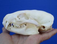 4-1/2 inches Badger Skull for Sale - $59.99