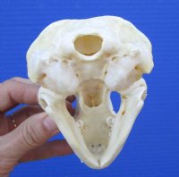 4-3/4 inches American Badger Skull for Sale - $59.99