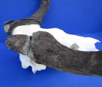 15-3/4 inches wide Authentic Black Wildebeest Skull for $89.99