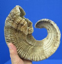 25 inches <font color=red> Damaged</font> African Merino Sheep Horn, Ram Horn for Sale (splits in curl) - Buy this one for $23.99