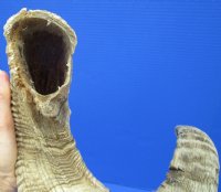 25 inches <font color=red> Damaged</font> African Merino Sheep Horn, Ram Horn for Sale (splits in curl) - Buy this one for $23.99