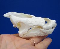 4-1/2 by 2-5/8 inches Common Snapping Turtle Skull for Sal - Buy this one for $49.99