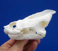 4-1/2 by 2-5/8 inches Common Snapping Turtle Skull for Sal - Buy this one for $49.99