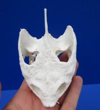 4-1/2 by 2-5/8 inches Common Snapping Turtle Skull for Sal - Buy this one for $49.99