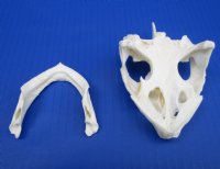 4-3/4 by 2-7/8 inches Authentic Snapping Turtle Skull for Sale - Buy this one for $49.99