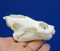 4-3/8 by 2-3/4 inches Real Common Snapping Turtle Skull for Sale - Buy this one for $49.99