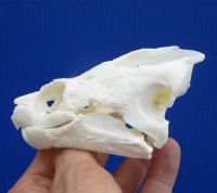 4-3/8 by 2-3/4 inches Real Common Snapping Turtle Skull for Sale - Buy this one for $49.99
