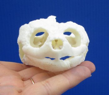 4-3/8 by 2-3/4 inches Real Common Snapping Turtle Skull for Sale - Buy this one for $49.99