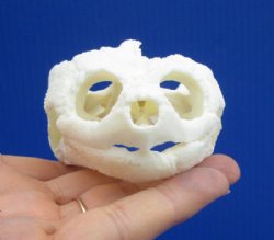 4-3/8 by 2-3/4 inches Real Common Snapping Turtle Skull for Sale - Buy this one for $49.99