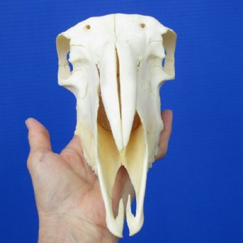 9-1/8 inches Real Indian Domesticated Sheep Skull <font color=red> Good Quality</font> - Buy this one for $74.99 <FONT COLOR=RED> BLOWOUT SALE $49.99</FONT> 