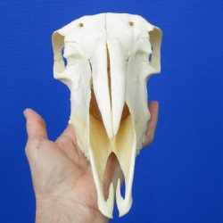 9-1/8 inches Real Indian Domesticated Sheep Skull <font color=red> Good Quality</font> - Buy this one for $74.99 <FONT COLOR=RED> BLOWOUT SALE $49.99</FONT> 