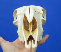 9-1/8 inches Real Indian Domesticated Sheep Skull <font color=red> Good Quality</font> - Buy this one for $74.99 <FONT COLOR=RED> BLOWOUT SALE $49.99</FONT> 
