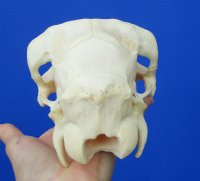 9-1/8 inches Real Indian Domesticated Sheep Skull <font color=red> Good Quality</font> - Buy this one for $74.99 <FONT COLOR=RED> BLOWOUT SALE $49.99</FONT> 