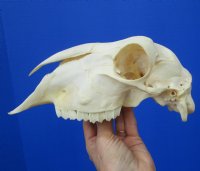 9-1/8 inches Real Indian Domesticated Sheep Skull <font color=red> Good Quality</font> - Buy this one for $74.99 <FONT COLOR=RED> BLOWOUT SALE $49.99</FONT> 