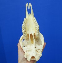 9-1/8 inches Real Indian Domesticated Sheep Skull <font color=red> Good Quality</font> - Buy this one for $74.99 <FONT COLOR=RED> BLOWOUT SALE $49.99</FONT> 