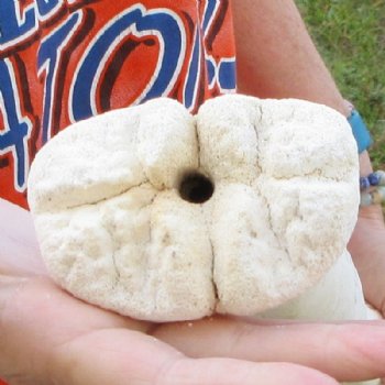 24 inches Real Giraffe Metatarsal Leg Bone for $119.99