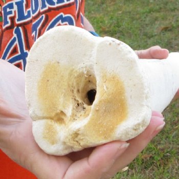 24 inches Real Giraffe Metatarsal Leg Bone for $119.99