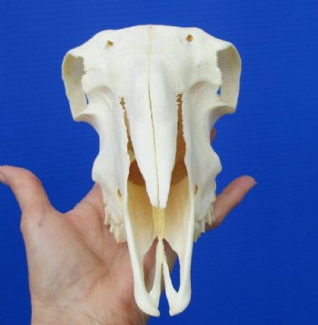 9 inches <font color=red> Good Quality</font> Real Domesticated Sheep Skull for Sale  - Buy this one for $74.99 <FONT COLOR=RED> BLOWOUT SALE $49.99</FONT> 