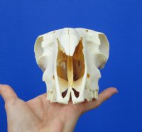 9 inches <font color=red> Good Quality</font> Real Domesticated Sheep Skull for Sale  - Buy this one for $74.99 <FONT COLOR=RED> BLOWOUT SALE $49.99</FONT> 