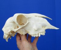 9 inches <font color=red> Good Quality</font> Real Domesticated Sheep Skull for Sale  - Buy this one for $74.99 <FONT COLOR=RED> BLOWOUT SALE $49.99</FONT> 