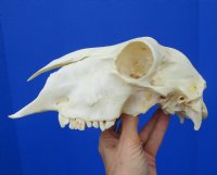 9 inches <font color=red> Good Quality</font> Real Domesticated Sheep Skull for Sale  - Buy this one for $74.99 <FONT COLOR=RED> BLOWOUT SALE $49.99</FONT> 