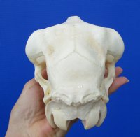 9 inches <font color=red> Good Quality</font> Real Domesticated Sheep Skull for Sale  - Buy this one for $74.99 <FONT COLOR=RED> BLOWOUT SALE $49.99</FONT> 
