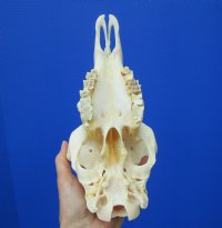 9 inches <font color=red> Good Quality</font> Real Domesticated Sheep Skull for Sale  - Buy this one for $74.99 <FONT COLOR=RED> BLOWOUT SALE $49.99</FONT> 