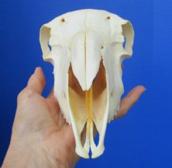 8-7/8 inches Real Domesticated Sheep Skull for Sale <font color=red> Good Quality</font> - Buy this one for $74.99 <FONT COLOR=RED> BLOWOUT SALE $49.99</FONT> 