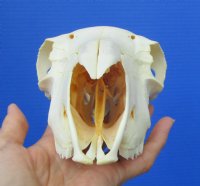 8-7/8 inches Real Domesticated Sheep Skull for Sale <font color=red> Good Quality</font> - Buy this one for $74.99 <FONT COLOR=RED> BLOWOUT SALE $49.99</FONT> 