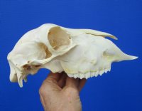 8-7/8 inches Real Domesticated Sheep Skull for Sale <font color=red> Good Quality</font> - Buy this one for $74.99 <FONT COLOR=RED> BLOWOUT SALE $49.99</FONT> 