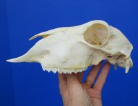 8-7/8 inches Real Domesticated Sheep Skull for Sale <font color=red> Good Quality</font> - Buy this one for $74.99 <FONT COLOR=RED> BLOWOUT SALE $49.99</FONT> 