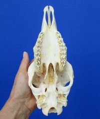 8-7/8 inches Real Domesticated Sheep Skull for Sale <font color=red> Good Quality</font> - Buy this one for $74.99 <FONT COLOR=RED> BLOWOUT SALE $49.99</FONT> 