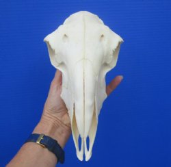  9-1/2 inches Authentic Indian Domesticated Sheep Skull for Sal <font color=red> Good Quality</font> - Buy this one for $74.99 <FONT COLOR=RED> BLOWOUT SALE $49.99</FONT> 