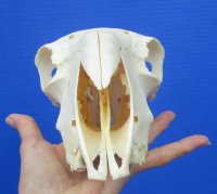  9-1/2 inches Authentic Indian Domesticated Sheep Skull for Sal <font color=red> Good Quality</font> - Buy this one for $74.99 <FONT COLOR=RED> BLOWOUT SALE $49.99</FONT> 