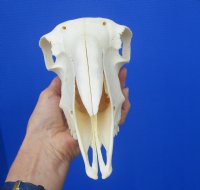  9-1/2 inches Authentic Indian Domesticated Sheep Skull for Sal <font color=red> Good Quality</font> - Buy this one for $74.99 <FONT COLOR=RED> BLOWOUT SALE $49.99</FONT> 