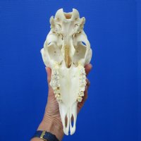  9-1/2 inches Authentic Indian Domesticated Sheep Skull for Sal <font color=red> Good Quality</font> - Buy this one for $74.99 <FONT COLOR=RED> BLOWOUT SALE $49.99</FONT> 