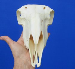 9-1/4 inches <font color=red> Good Quality</font> Genuine Indian Domesticated Sheep Skull for Sale - Buy this on for $74.99 <FONT COLOR=RED> BLOWOUT SALE $49.99</FONT> 