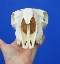 9-1/4 inches <font color=red> Good Quality</font> Genuine Indian Domesticated Sheep Skull for Sale - Buy this on for $74.99 <FONT COLOR=RED> BLOWOUT SALE $49.99</FONT> 