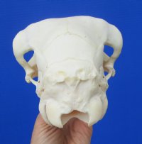 9-1/4 inches <font color=red> Good Quality</font> Genuine Indian Domesticated Sheep Skull for Sale - Buy this on for $74.99 <FONT COLOR=RED> BLOWOUT SALE $49.99</FONT> 