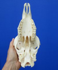 9-1/4 inches <font color=red> Good Quality</font> Genuine Indian Domesticated Sheep Skull for Sale - Buy this on for $74.99 <FONT COLOR=RED> BLOWOUT SALE $49.99</FONT> 