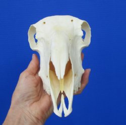 9-1/4 inches Real Domesticated Sheep Skull for Sale <font color=red> Good Quality</font> - Buy this one for $74.99 <FONT COLOR=RED> BLOWOUT SALE $49.99</FONT> 