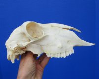 9-1/4 inches Real Domesticated Sheep Skull for Sale <font color=red> Good Quality</font> - Buy this one for $74.99 <FONT COLOR=RED> BLOWOUT SALE $49.99</FONT> 