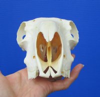 9-1/4 inches Real Domesticated Sheep Skull for Sale <font color=red> Good Quality</font> - Buy this one for $74.99 <FONT COLOR=RED> BLOWOUT SALE $49.99</FONT> 