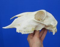 9-1/4 inches Real Domesticated Sheep Skull for Sale <font color=red> Good Quality</font> - Buy this one for $74.99 <FONT COLOR=RED> BLOWOUT SALE $49.99</FONT> 