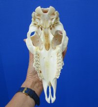 9-1/4 inches Real Domesticated Sheep Skull for Sale <font color=red> Good Quality</font> - Buy this one for $74.99 <FONT COLOR=RED> BLOWOUT SALE $49.99</FONT> 