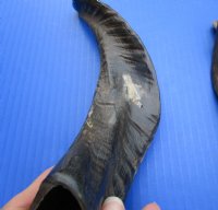 10 Buffed Goat Horns 7-1/2 to 16 inches for $6.00 each